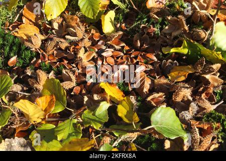 Buche (Fagus sylvatica) Nüsse, leere Hülsen und bunte Blätter, Allgäu, Bayern, Deutschland, Europa Stockfoto