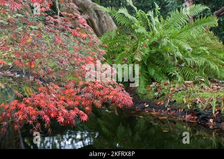 Japanischer Fächerahorn (Acer palmatum Trompenburg) und Riesenwurmfarn (Dryopteris goldiana) Emsland, Niedersachsen, Deutschland, Europa Stockfoto