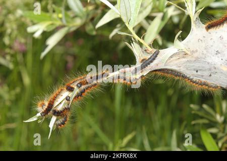 Motte kleines eggar (Eriogaster lanestris) behaarte Raupen mit Netz, Allgäu, Bayern, Deutschland, Europa Stockfoto