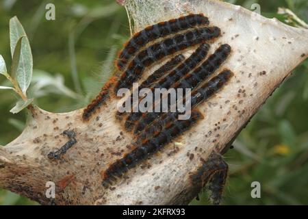 Motte kleines eggar (Eriogaster lanestris) behaarte Raupen mit Netz, Allgäu, Bayern, Deutschland, Europa Stockfoto