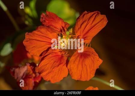 Blüte eines kleinen Kapuzinerkresse (Tropeolum minus), Bayern, Deutschland, Europa Stockfoto