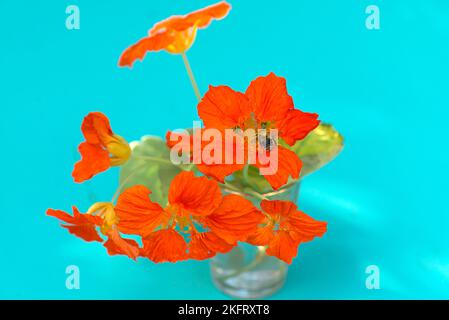 Kleines Kapuzinerkresse (Tropaeolum minus) auf Tükisem Grund, Bayern, Deutschland, Europa Stockfoto