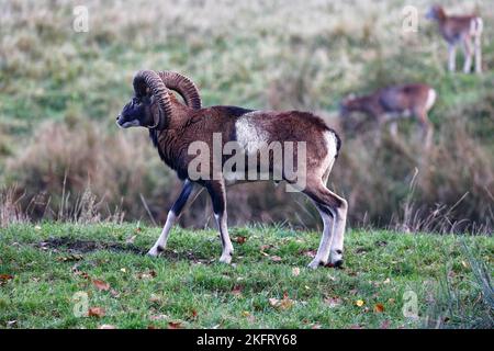 Europäischer Mufflon (Ovis gmelini musimon), männlich, RAM, Schleswig-Holstein, Deutschland, Europa Stockfoto