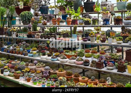 Auf einem Blumenmarkt wurden viele Sukkulenten von Echeveria elegans, Echeveria, Sedum, Graptopetalum (leatherpetal) eingetopft Stockfoto