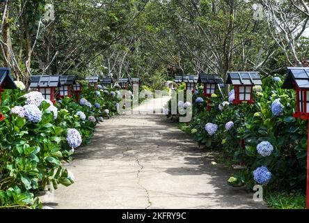 Hortensien blüht in der Stadt Da Lat in Vietnam Stockfoto