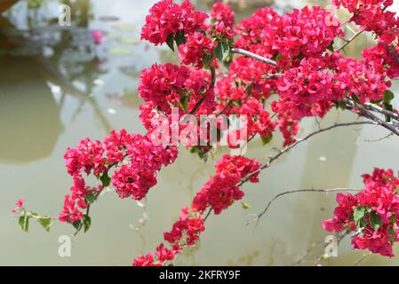 Wachsende rosa Bougainvillea Blumen in Nha Trang Vietnam Stockfoto