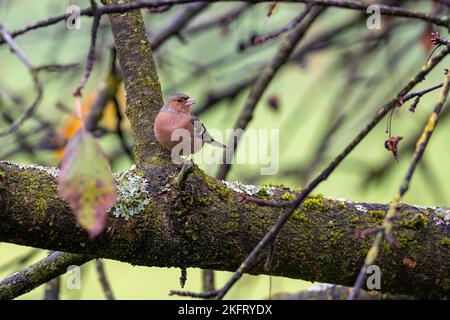 Gemeiner Buchfink (Fringilla coelebs), am Ast eines Kirschbaumes im Herbst, Kanton Bern, Schweiz, Europa Stockfoto