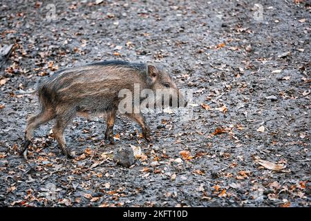 Wildschwein (Sus scrofa) im Schelm, Jungschwein im Gehege, Bisongehege Hardehausen, Warburg, Höxter, Ostwestfalen, Nordrhein-Westfalen Stockfoto