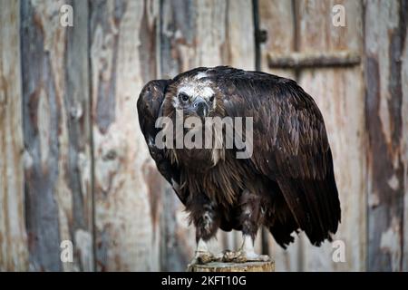 Geier (Aegypius monachus) oder Kuhvogelgeier in Voliere, Gefangener, Vogelpark, Adlerwarte Berlebeck, Detmold, Deutschland, Europa Stockfoto