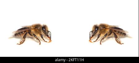 Bienen auf weißem Hintergrund isoliert. Honigbienen-Nahaufnahme. Stockfoto
