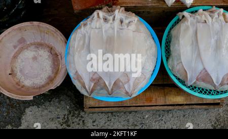 Octopus oder Tintenfisch zum Verkauf in Kunststoff-Schalen auf dem Markt in Südkorea angezeigt Stockfoto