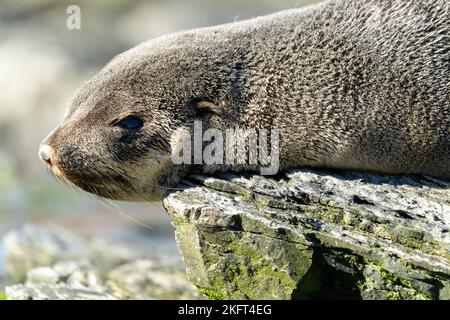 Jungtiere antarktische Pelzrobbe (Arctocephalus gazella) auf der Insel Südgeorgien in ihrer natürlichen Umgebung Stockfoto