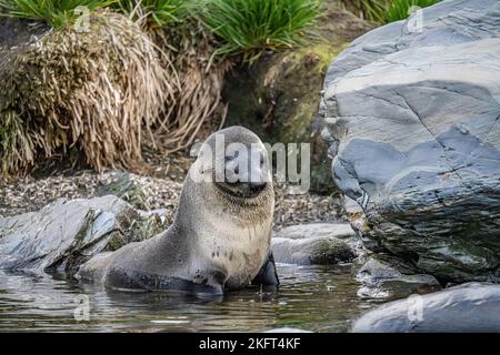 Jungtiere antarktische Pelzrobbe (Arctocephalus gazella) auf der Insel Südgeorgien in ihrer natürlichen Umgebung Stockfoto