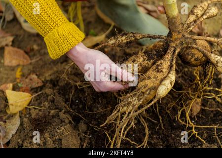 Frau gräbt Dahlia-Knollen, reinigt sie und bereitet sie für die Winterlagerung vor. Jobs im Herbst im Gartenbau. Überwintern der Dahlia Knollen. Stockfoto