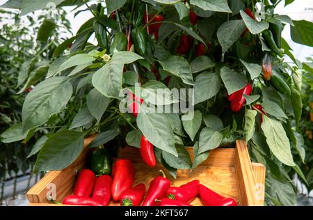 Ein roter, heißer Chili-Paprika, der auf der Pflanze wächst, mit grünen Blättern Stockfoto