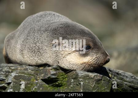 Jungtiere antarktische Pelzrobbe (Arctocephalus gazella) auf der Insel Südgeorgien in ihrer natürlichen Umgebung Stockfoto