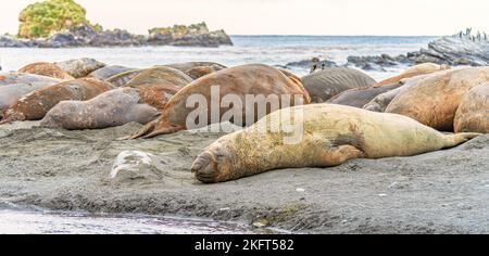 Südgeorgien - wo Königspinguine und Elefantenrobben gute Nacht sagen - südliche Elefantenrobbe (Mirounga Leponin) liegt entspannt am Ufer im Sand Stockfoto