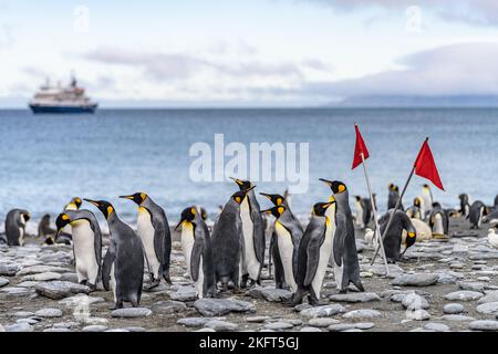Eine Gruppe von Königspinguinen (APTENODYTES PATAGONICUS), die am Strand in Südgeorgien mit einem antarktischen Expeditionsschiff im Hintergrund stehen Stockfoto