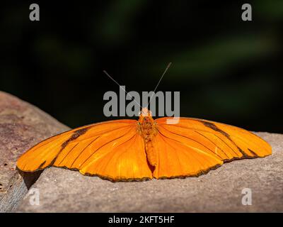 Nahaufnahme des Schmetterlings von Dryas iulia in New York Stockfoto