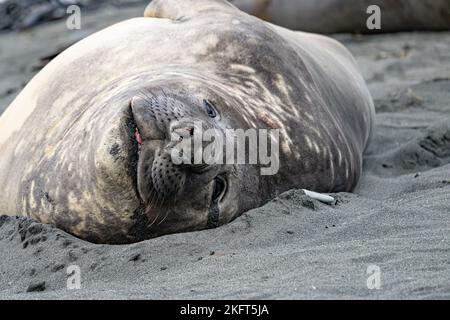 Südgeorgien - wo Königspinguine und Elefantenrobben gute Nacht sagen - südliche Elefantenrobbe (Mirounga Leponin) liegt entspannt am Ufer im Sand Stockfoto