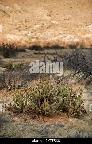 Ganders Cholla Cactus - Cylindropuntia Ganderi. Ganders Cholla Cactus (Cylindropuntia ganderi) in der Anza-Borrego-Wüste in Südkalifornien, USA. Stockfoto