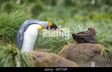 Neugieriger, frecher Königspinguin Königspinguin (APTENODYTES PATAGONICUS), der von hinten aus einen sitzenden subantarktischen Skua (Catharacta Lonnbe) betrachtet Stockfoto