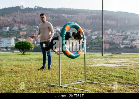 Aktiver schwarz-weißer reinrassiger Hund, der durch aufblasbaren Ring springt, der auf einer grünen Wiese im Sonnenlicht platziert ist Stockfoto