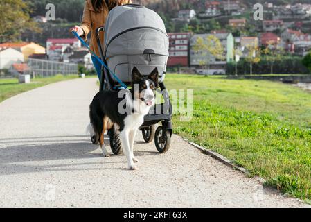 Anonyme Frau in legerer Kleidung, die an sonnigen Tagen mit Border Collie und Babywagen auf dem Gehweg im Park spazierengeht Stockfoto