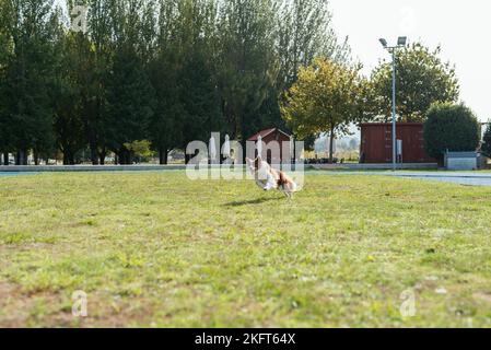 Gehorsam Border Collie mit braunem und weißem Fell läuft im grünen Park an sonnigen Sommertagen Stockfoto