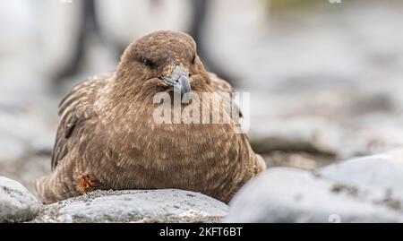 Braunes subantarktisches Skua (Catharacta lonnbergi), das in Südgeorgien am Boden sitzt Stockfoto