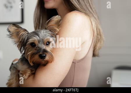 Crop junge Brünette Frau hält niedlichen Yorkshire Terrier Hund zu Hause Stockfoto