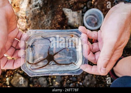 Von oben gesichtsloser männlicher Naturforscher, der einen transparenten Plastikbehälter mit Wasser hält und einen schwarzen Schlangenstern gefangen hat Stockfoto