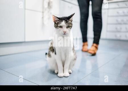 Flauschige, friedliche Katze mit grünen Augen, die auf unscharfem Hintergrund einer Frau ohne Gesicht sitzt, die sich in der Nähe der Ernte befindet Stockfoto