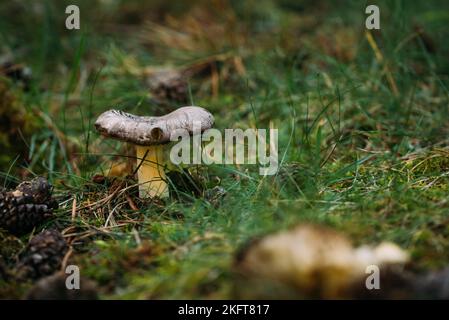 Nahaufnahme frischer Suillus granulatus-Pilz, der im Sommer morgens im Wald inmitten nassem Gras wächst Stockfoto