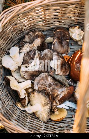 Draufsicht auf Korbkorb mit vielen verschiedenen Pilzen, die am Herbsttag im Wald auf den Boden gelegt wurden Stockfoto