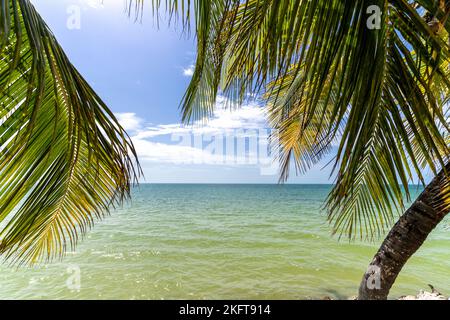 Exotische Palmen wachsen am Sandstrand in der Nähe von sauberem Meer gegen wolkigen blauen Himmel am Sommertag in der mexikanischen Karibik Stockfoto
