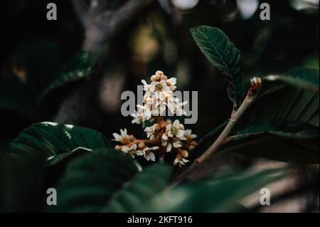 Brunch mit grünen Blättern und kleinen weißen Blüten von japanischem Loquat, die im Garten wachsen Stockfoto