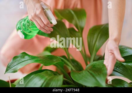 Cropped unkenntlich Weibchen in rosa Kleid sprühen grüne Blätter von Topfpflanze täglichen Pflege Routine Stockfoto