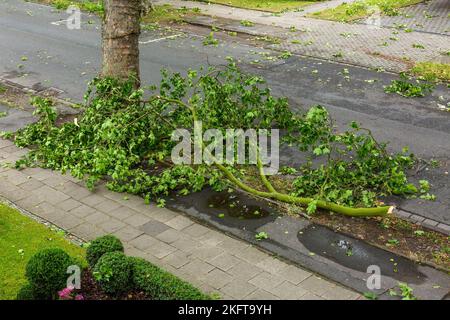 Baumschäden durch Unwetter in NRW am 30.06.2022, Gewitter mit Stürmen und Starkregen, Sturmschäden, gebrochener Ast eines Platanenbaums an der Wilhelm-Straße in Oberhausen-Sterkrade, Oberhausen, Ruhrgebiet, Nordrhein-Westfalen, NRW, Deutschland Stockfoto