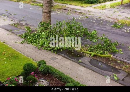 Baumschäden durch Unwetter in NRW am 30.06.2022, Gewitter mit Stürmen und Starkregen, Sturmschäden, gebrochener Ast eines Platanenbaums an der Wilhelm-Straße in Oberhausen-Sterkrade, Oberhausen, Ruhrgebiet, Nordrhein-Westfalen, NRW, Deutschland Stockfoto