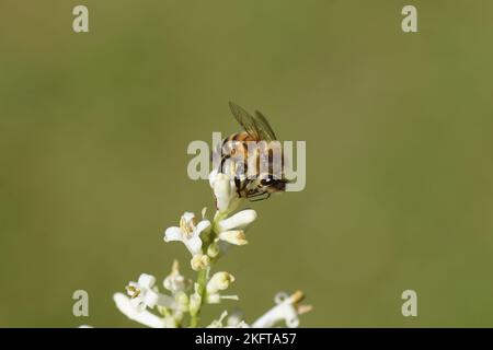 Westliche Honigbiene oder europäische Honigbiene (APIs mellifera) auf weißen Blüten von Silver privet (Ligustrum ovalifolium 'Variegatum'), Familie Oleaceae. Juli Stockfoto
