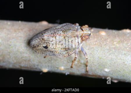 Issid planthopper, Froghopper (Issus coleoptratus) auf einem Ast sitzend. Stockfoto