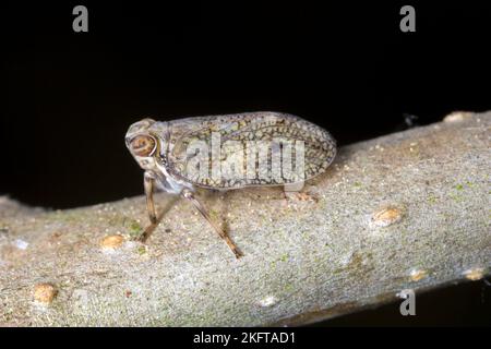 Issid planthopper, Froghopper (Issus coleoptratus) auf einem Ast sitzend. Stockfoto