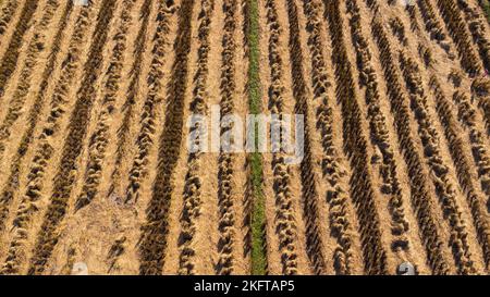 Draufsicht auf den Herbst nach der Ernte mit umgestürzten Trinkhalmen im Bauerndorf. Reisfelder nach der Reisernte in Thailand. Stockfoto