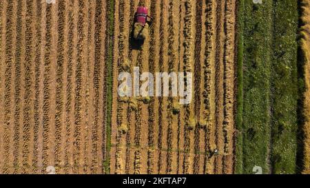 Draufsicht auf den Herbst nach der Ernte mit umgestürzten Trinkhalmen im Bauerndorf. Landwirt sammelt Stapel von Roh auf Feldern nach der Ernte in den Pickup-Truck. Stockfoto