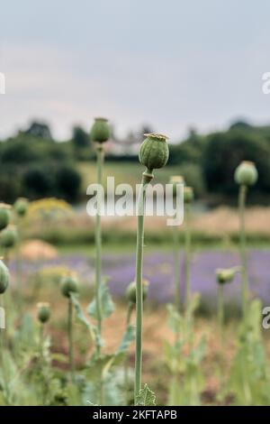 Vertikales Foto. Im Garten wächst Mohn mit grünen Köpfen. Schlafender Mohn. Stockfoto