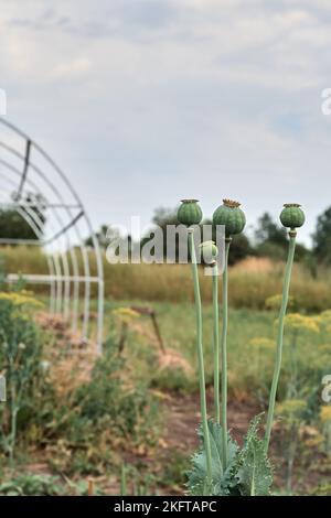 Vertikales Foto. Im Garten wächst Mohn mit grünen Köpfen. Schlafender Mohn. Vor dem Hintergrund eines Gewächshauses. Stockfoto