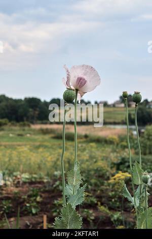 Vertikales Foto. Im Garten wächst ein Mohn mit grünen Köpfen. Weiße Mohnblume und boll. Einsame Blume aus weißem Mohn. Makro. Nahaufnahme. Stockfoto