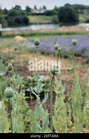 Vertikales Foto. Im Garten wächst Mohn mit grünen Köpfen. Schlafender Mohn. Stockfoto