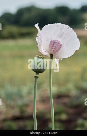 Vertikales Foto. Im Garten wächst ein Mohn mit grünen Köpfen. Weiße Mohnblume und boll. Einsame Blume aus weißem Mohn. Makro. Nahaufnahme. Stockfoto